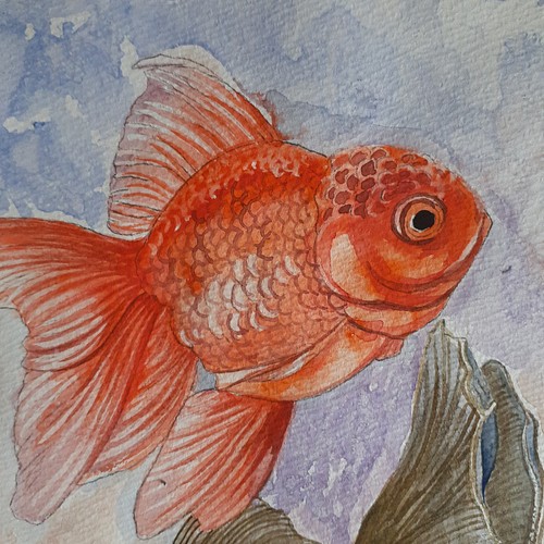 金魚 絵画 水彩画 オリジナル Www Synergies Vector Com