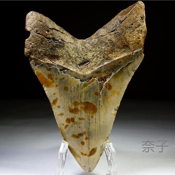 サメ 歯化石 メガロドン 119mm サメの歯 フロリダ 大 希少