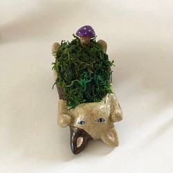 猫の苔盆栽（乾燥苔）C.     半額セール中！ 1枚目の画像