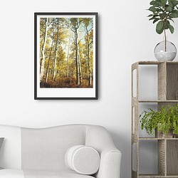 アートポスター/  Birch forest no.1  おしゃれインテリア・北欧、モノトーン好きの方に☆ 1枚目の画像