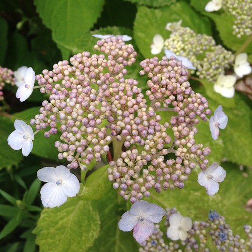 レア 散り斑 山アジサイ 山紫陽花 斑入り 観葉植物 苗 庭木 シェードガーデン カラーリーフ 山野草 額アジサイ フラワー リース バナバナ 花花 通販 Creema クリーマ ハンドメイド 手作り クラフト作品の販売サイト