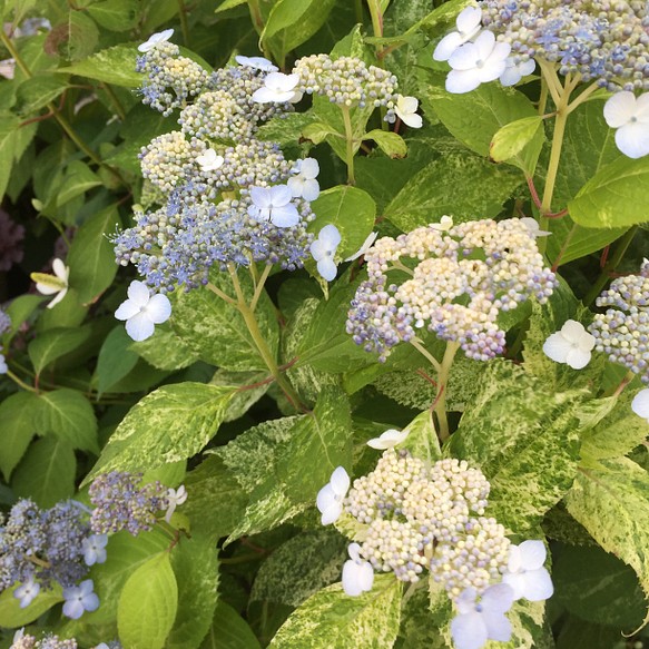 レア 散り斑 山アジサイ 山紫陽花 斑入り 観葉植物 苗 庭木 シェードガーデン カラーリーフ 山野草 額アジサイ フラワー リース バナバナ 花花 通販 Creema クリーマ ハンドメイド 手作り クラフト作品の販売サイト