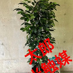 光触媒　人工観葉植物　ウォールグリーン　フェイク　フラワー　ベンジャミン177 1枚目の画像