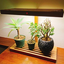 植物育成 Ledライトスタンド 4灯 一輪挿し 花瓶 花器 29 通販 Creema クリーマ ハンドメイド 手作り クラフト作品の販売サイト