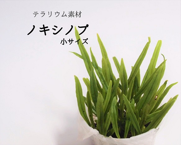 ノキシノブ シダ植物 小サイズ その他素材 Earth Green 通販 Creema クリーマ ハンドメイド 手作り クラフト作品の販売サイト