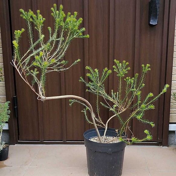 限定数のみ ヒースバンクシア苗 - 植物/観葉植物