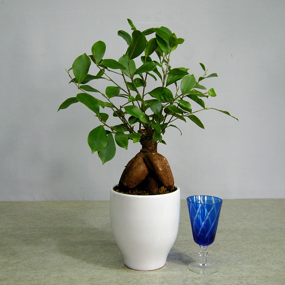 ★ENGEI ichioki★ガジュマル・白陶器鉢★人気の観葉植物です★ 1枚目の画像