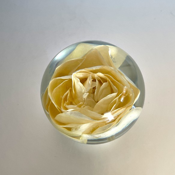 本物の薔薇のペーパーウエイト/インテリア小物/花/固まるハーバリウム/160g 1枚目の画像