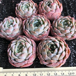 新入荷　レア新品種　多肉植物　エケベリア 紫芋大福　カット苗　1苗2500円