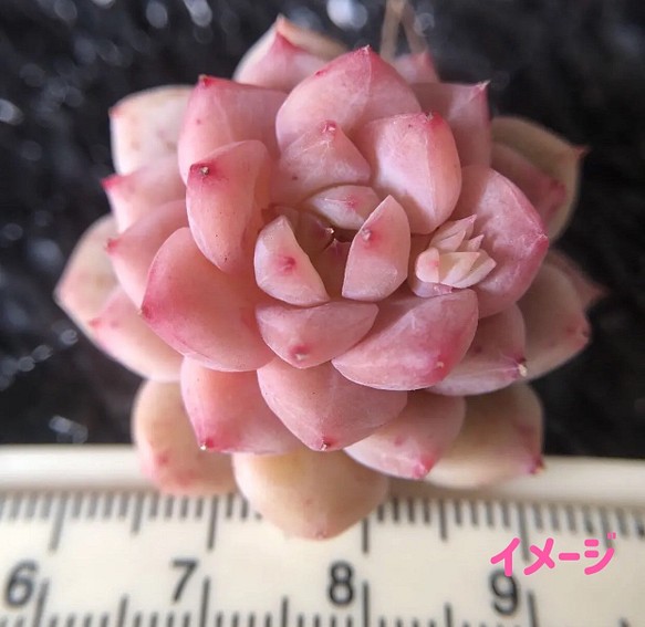 新入荷 レア新品種 多肉植物 桜キャンディ カット苗 1苗1800円 多肉