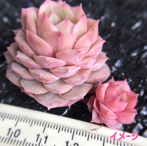 新入荷　レア新品種　多肉植物　エケベリア　桜ミルクプリン　双頭　1苗5000円 1枚目の画像