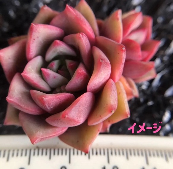 新入荷 多肉植物 エケベリア 紅天使 1苗1500円 フラワー リース 愛多肉 Ai Taniku 通販 Creema クリーマ ハンドメイド 手作り クラフト作品の販売サイト