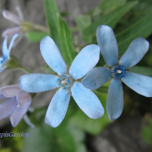 希少なブルーの花 ブルースターの花鉢 四季咲き宿根 植え替え要らず その他インテリア雑貨 ラピスガーデン 通販 Creema クリーマ ハンドメイド 手作り クラフト作品の販売サイト