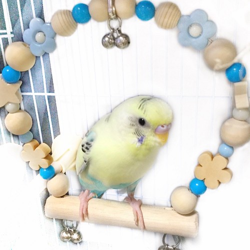 Sサイズ 日本製 天然木 セキセイインコ 14cm前後 インコ 鳥 ブランコ B64 薄いピンク プラ鈴付き おもちゃ ペット小物 ロコン 通販 Creema クリーマ ハンドメイド 手作り クラフト作品の販売サイト