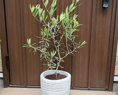 オリーブの木 エルグレコ スタイリッシュコンクリート鉢植え 苗