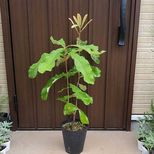 平和の象徴♡オリーブの木 エルグレコ モノトーンモダン鉢植え 