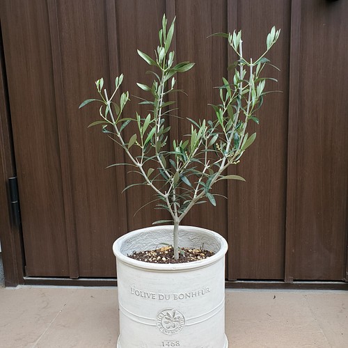 お洒落鉢植えオリーブの木 エルグレコ 観葉植物 シンボルツリー 苗 