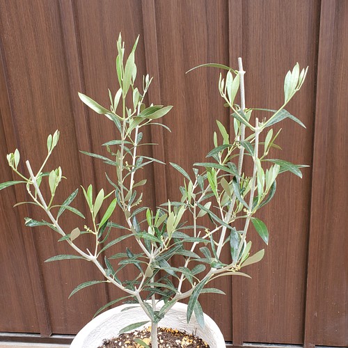 お洒落鉢植えオリーブの木 エルグレコ 観葉植物 シンボルツリー 苗 