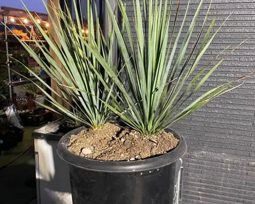 超お得な②株SET❗️ユッカ ロストラータ Yucca rostrata✳️ 多肉植物