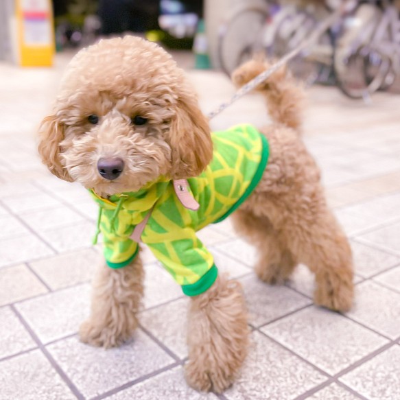 なりきりパーカー（メロン） ペット服・アクセサリー たまにはどこかへ