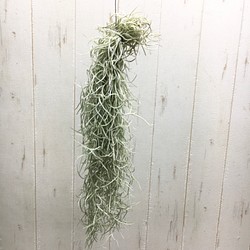 希少 エアプランツ チランジア ウスネオイデス 太葉 Tillandsia Usneoides スパニッシュモス その他インテリア雑貨 Plants Shop Olive 通販 Creema クリーマ ハンドメイド 手作り クラフト作品の販売サイト