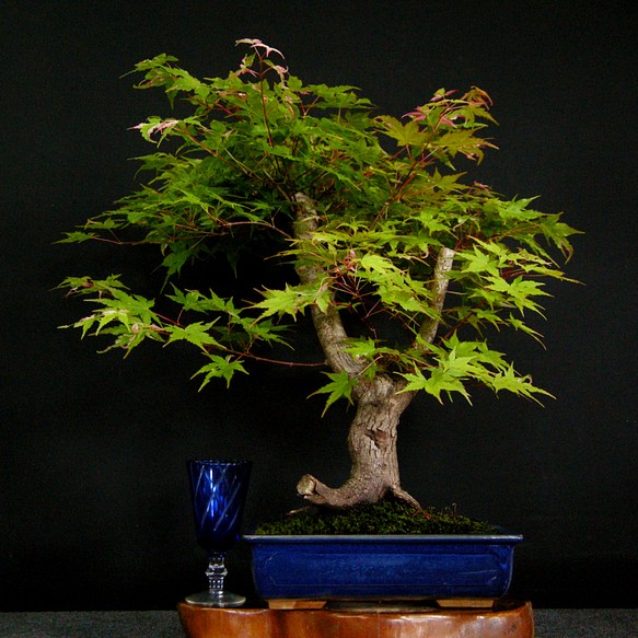 折り鶴盆栽(もみじ、紅葉、５) - その他
