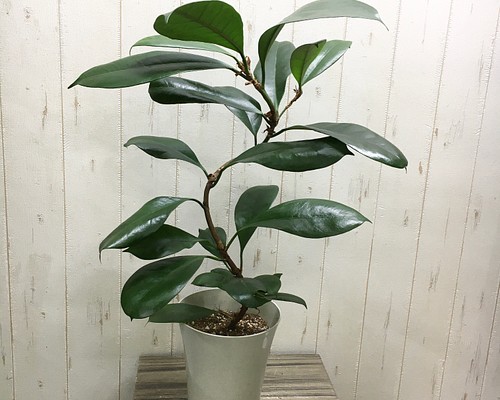 ラセン 曲がり仕立て！ 希少 Ficus cyathistipula フィカス キアティ