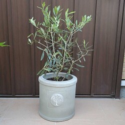 平和の象徴♡オリーブの木 エルグレコ モノトーンモダン鉢植え 