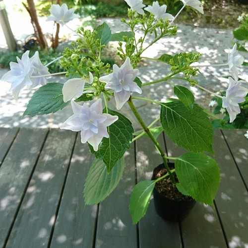 SALE 隅田の花火（ガクアジサイ) ※花芽のない苗になります！(約24