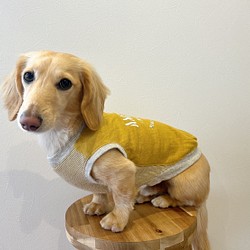 マスタードカラー　ダックスサイズ　ロングLサイズ　タンクトップ　犬の服　ペット　犬用タンク　犬服　 1枚目の画像