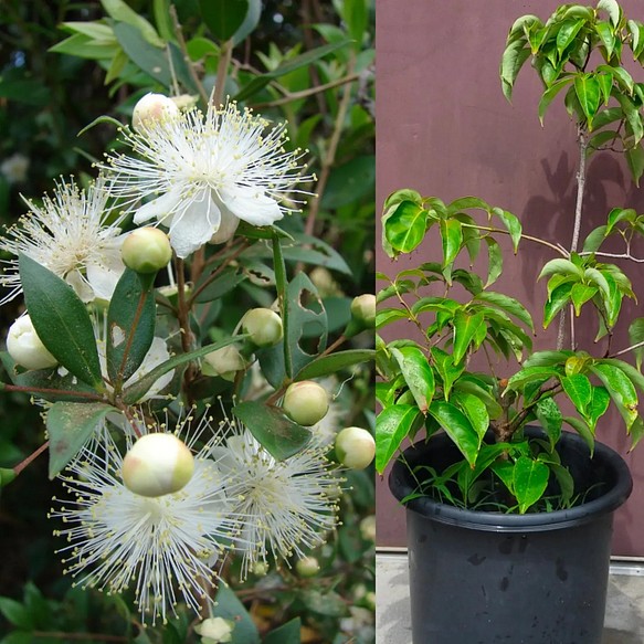 送料無料 ギンバイカ苗木大株 サマーフェア 一輪挿し 花瓶 花器 Cocomomo Koubo 通販 Creema クリーマ ハンドメイド 手作り クラフト作品の販売サイト