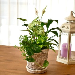 お部屋に緑を　観葉植物　寄せ植え　涼しげ爽やかな空気溢れる　空間に 1枚目の画像