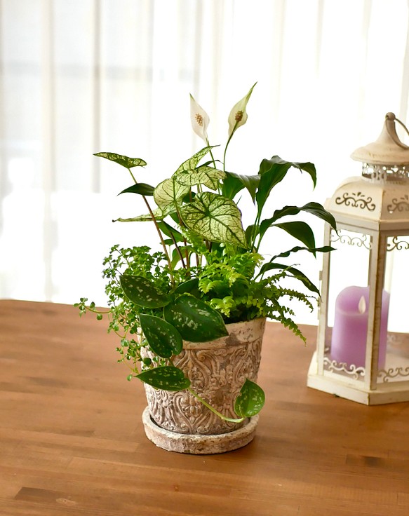 お部屋に緑を　観葉植物　寄せ植え　涼しげ爽やかな空気溢れる　空間に 1枚目の画像