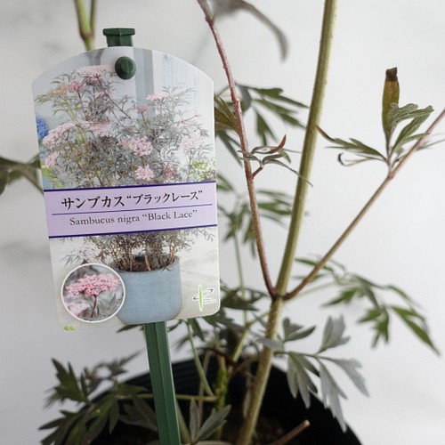 希少 西洋ニワトコ ブラックレース サンブカス シンボルツリー 苗木 鉢植え エルダーフラワー フラワー リース Urara 通販 Creema クリーマ ハンドメイド 手作り クラフト作品の販売サイト