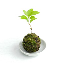 ツルウメモドキの苔玉 (蔓梅擬) 実生, ミニ盆栽, 植物 1枚目の画像