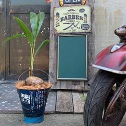 観葉植物 ココヤシ/ シャビー バケツプランター / ジャンク Style リメイク缶/ 1枚目の画像