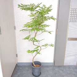 現品 エバーフレッシュ曲がり 観葉植物 高さ150 大型観葉植物 ボリューム 樹形綺麗 お祝い フラワー リース Phylicaフィリカ 通販 Creema クリーマ ハンドメイド 手作り クラフト作品の販売サイト