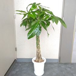 現品 パキラねじり 縁起の良い観葉植物 高さ125 樹形綺麗 ボリューム 8号鉢 大型観葉植物受皿付 御祝 ギフト フラワー リース Phylicaフィリカ 通販 Creema クリーマ ハンドメイド 手作り クラフト作品の販売サイト