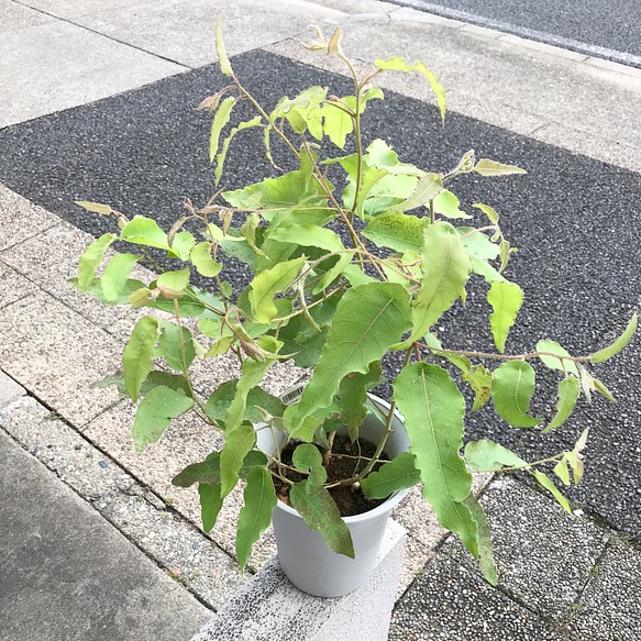 レモンの香り 虫除け アロマ 大きめ株 レモンユーカリ 6号鉢 その他インテリア雑貨 Plants Shop Olive 通販 Creema クリーマ ハンドメイド 手作り クラフト作品の販売サイト