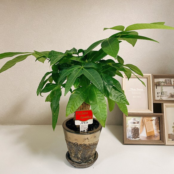 パキラ ミニ 幹太 観葉植物 可愛い 育てやすい プレゼント その他インテリア雑貨 Pf Green 通販 Creema クリーマ ハンドメイド 手作り クラフト作品の販売サイト