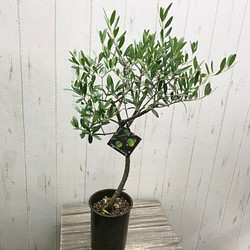 盆栽 オリーブの木 ネバディロブランコ souju 4号  22 1枚目の画像
