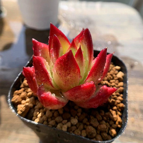 380.多肉植物 寄せ植え エケベリア属 Echeveria 'Angela' アンジェラ