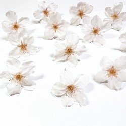 ［ さくら様専用 ］本物の桜ソメイヨシノ ヘアピン2本 1枚目の画像