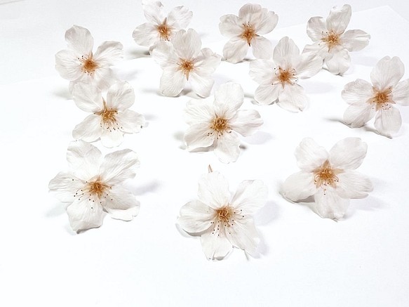 ［ さくら様専用 ］本物の桜ソメイヨシノ ヘアピン2本 1枚目の画像