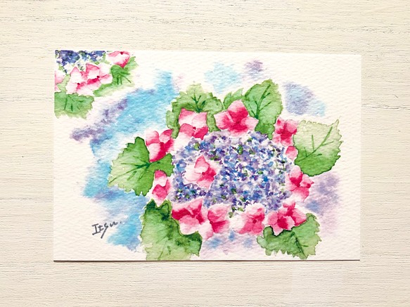 透明水彩画「ガクアジサイ」3枚セット イラスト ポストカード 紫陽花