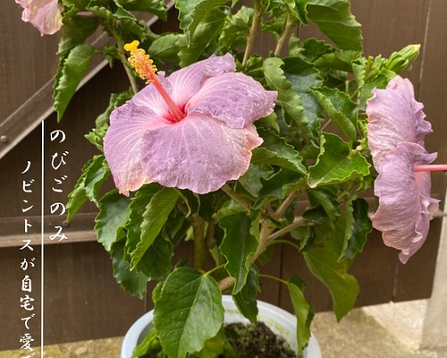 稀少なブルー系ハイビスカスの鉢植え 夕焼けのような絶妙な色合い 夏のバルコニーに フラワー リース ノビントス 通販 Creema クリーマ ハンドメイド 手作り クラフト作品の販売サイト