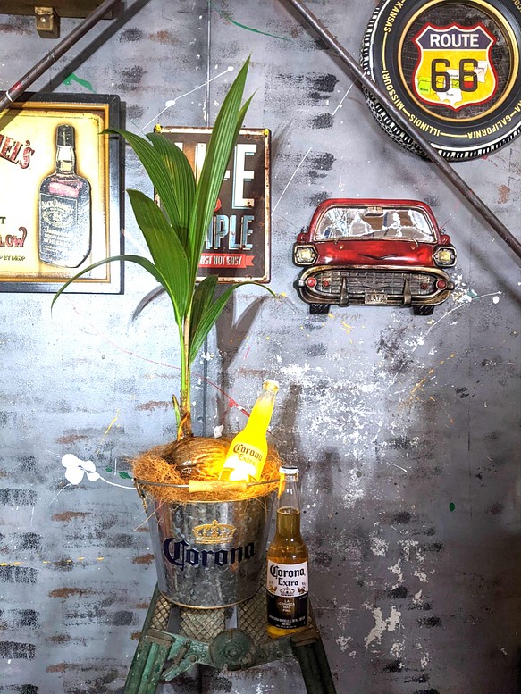 観葉植物 ココヤシ/ コロナビール バケツプランター Corona Extra Beer 電飾看板付き/ 海の家 