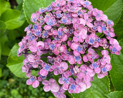 おたふく紫陽花 カット苗 挿し穂 三本 多肉植物 pakomopu 通販｜Creema