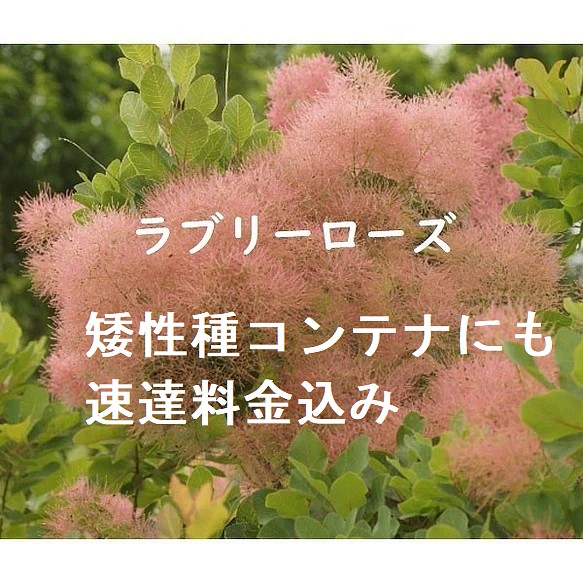 速達料金込み スモークツリー ラブリーローズ 花付きの良い矮性タイプ花色が優しい 耐寒性落葉花木 その他インテリア雑貨 花tokurasu 通販 Creema クリーマ ハンドメイド 手作り クラフト作品の販売サイト