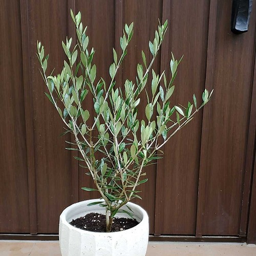 オリーブの木 エルグレコ ホワイトテラコッタ鉢植え 観葉植物 シンボル 
